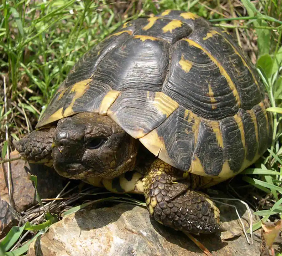 Сухопутные и водяные черепахи