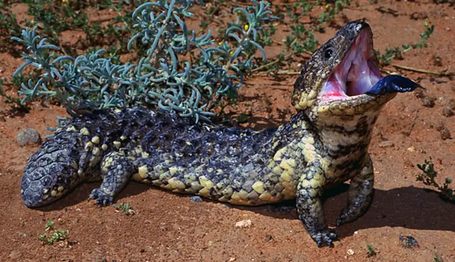 Активная защита пресмыкающихся