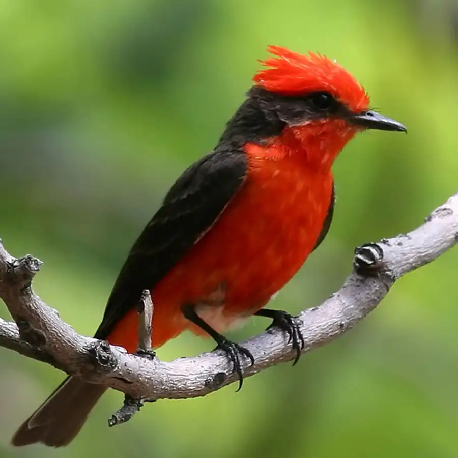 Класс Птицы (Aves)