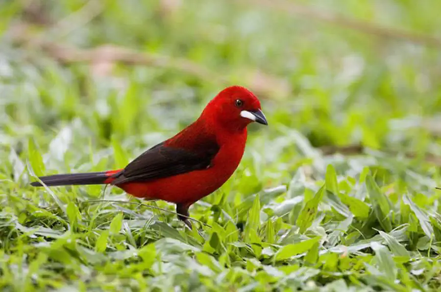 Внешнее строение птиц