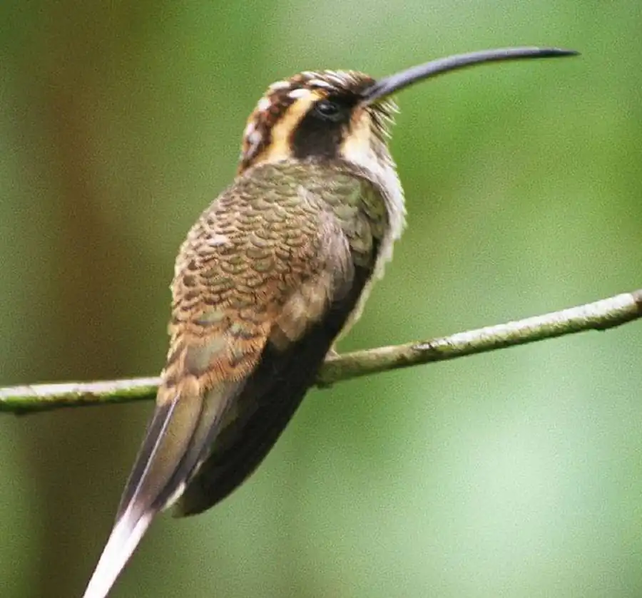 Пуховые и маховые перья птиц