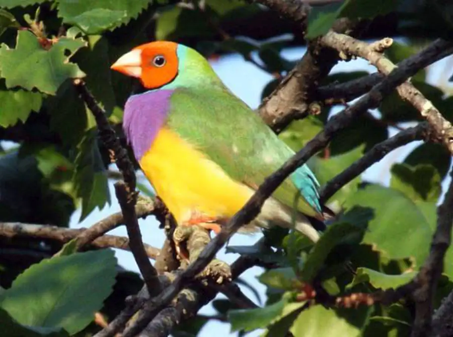 Грудной, крестцовый и хвостовой отделы позвоночника птиц