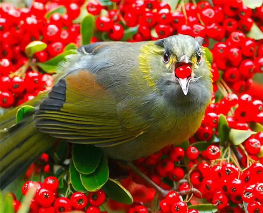 Строение передних конечностей птиц