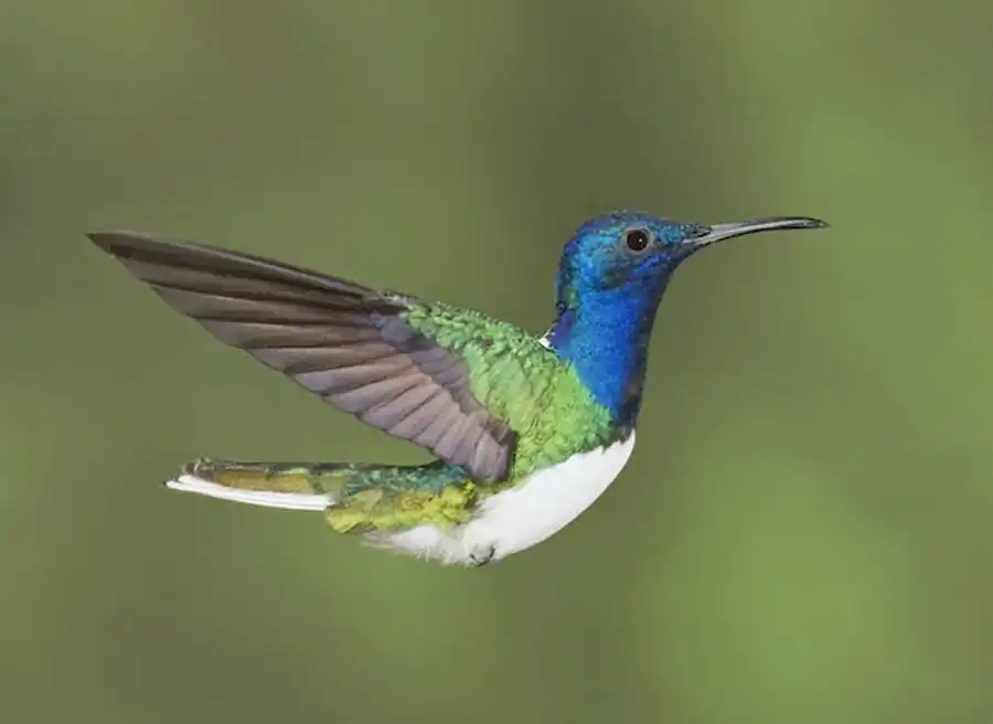 Мышечная система птиц