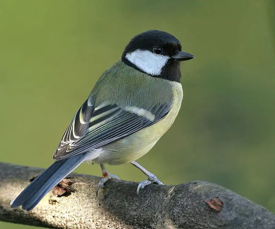 Кровеносная система птиц