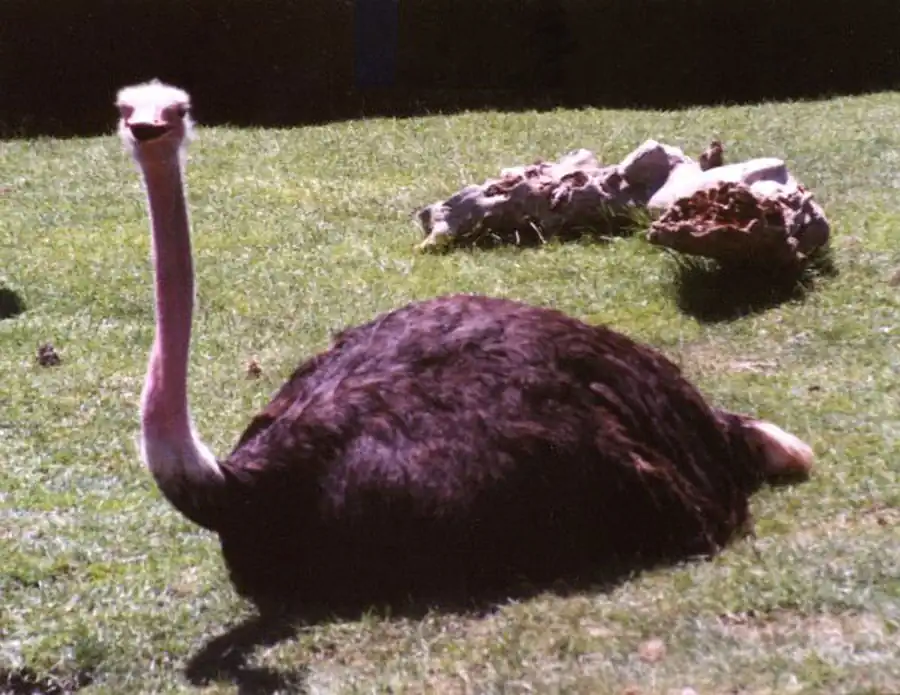 Бескилевые птицы