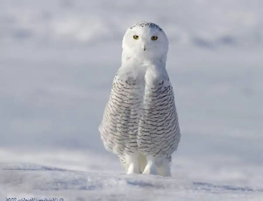 Совы, кукушки, попугаи и козодои