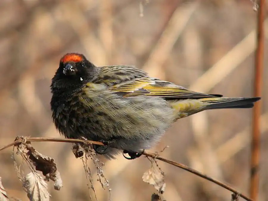 Насекомоядные, зерноядные и плодоядные рыбы Насекомоядные, зерноядные и плодоядные рыбы