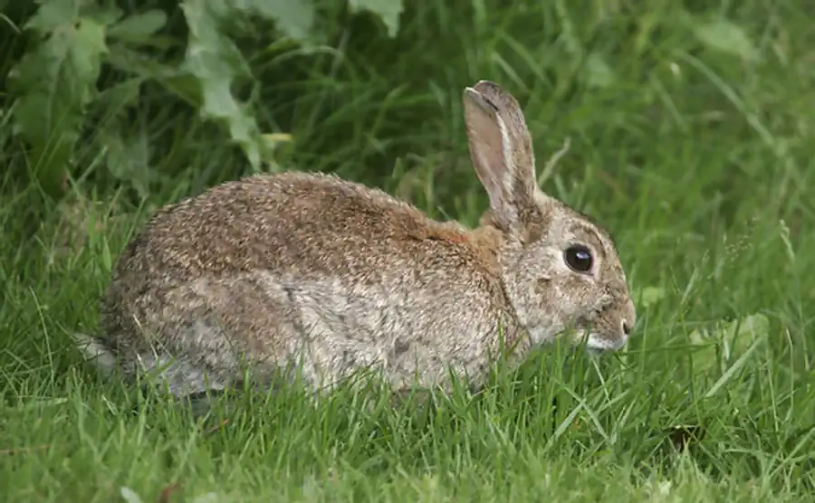 Внешнее строение кролика