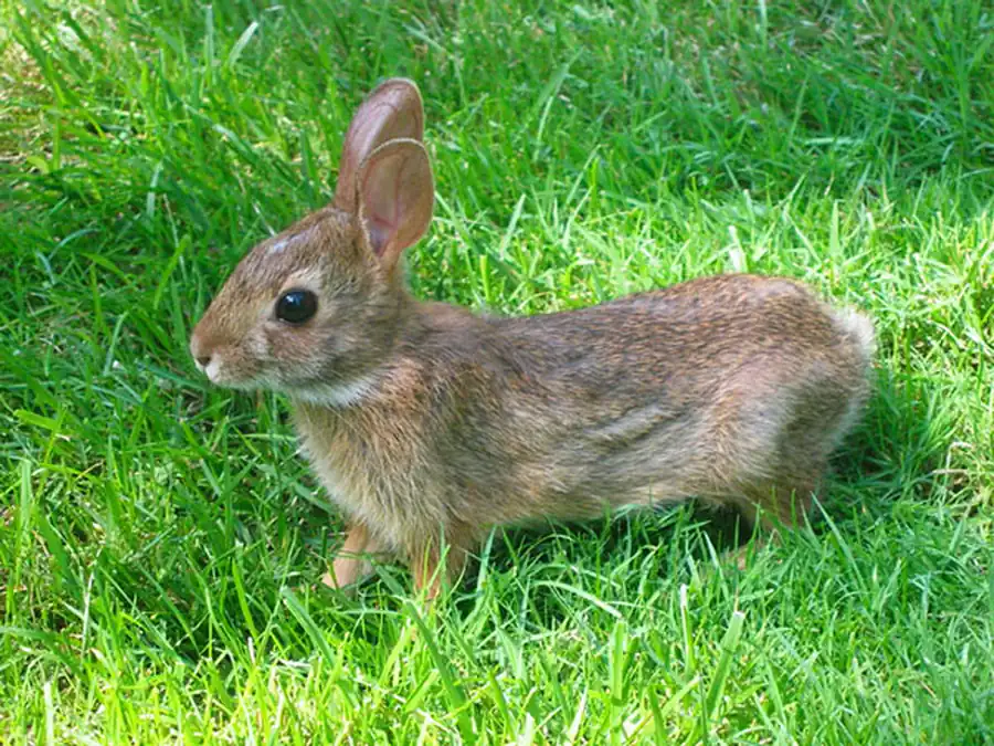 Промежуточный мозг, средний мозг, мозжечек, продолговатый мозг млекопитающих