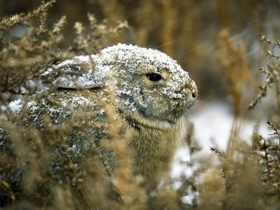 Развитие зародыша млекопитающих