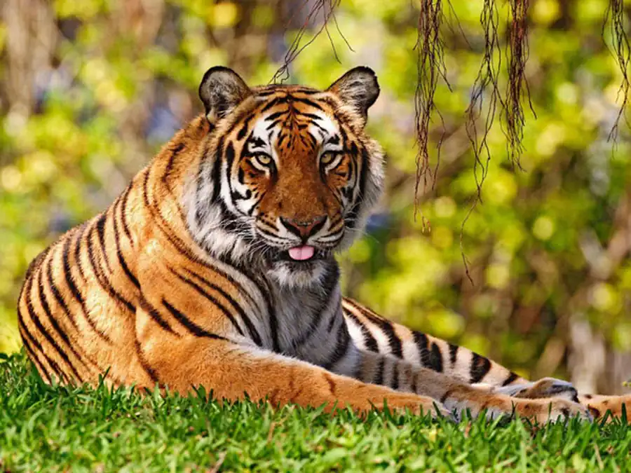 Головной мозг млекопитающих