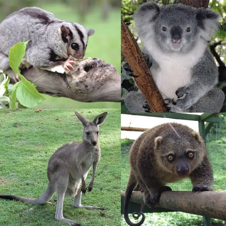 Отряд Сумчатые (Marsupialia)