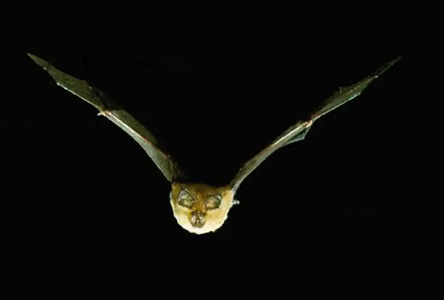 Подотряд настоящие летучие мыши (Microchiroptera)