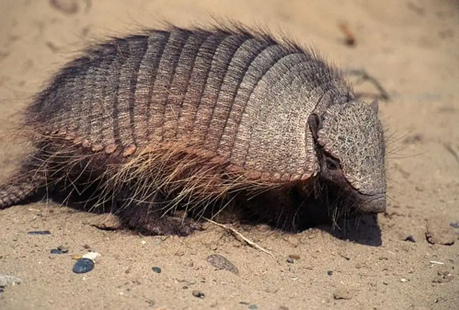 Отряд Неполнозубые (Edentata, или Xenarthra)