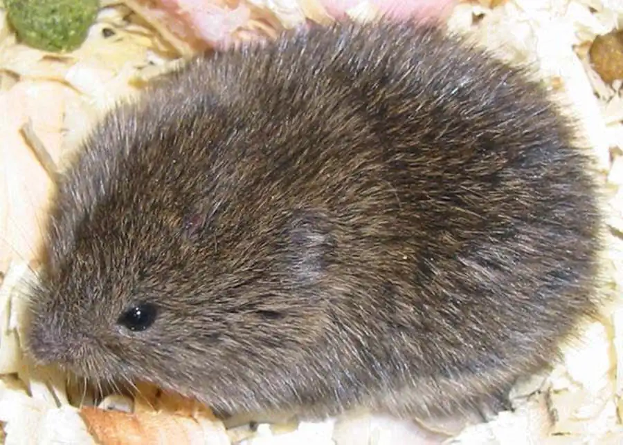 Отряд Грызуны (Rodentia)