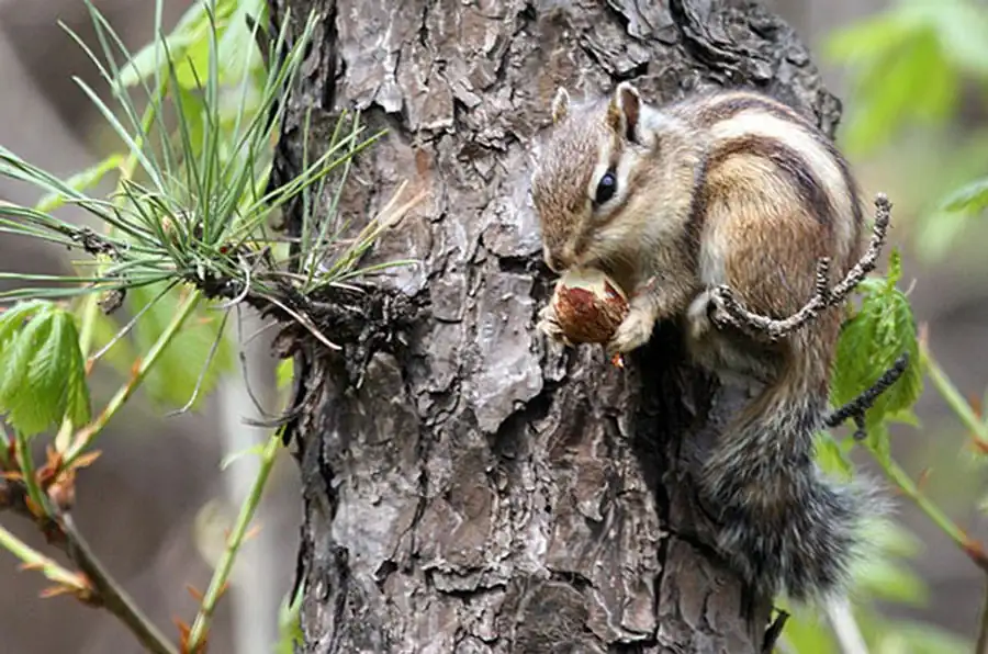 Семейство беличьи (Sciuridae)