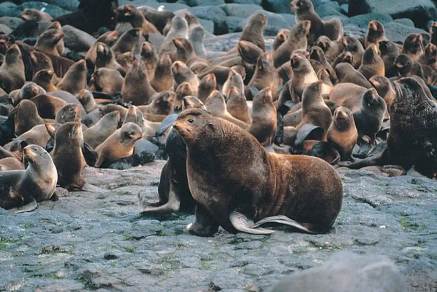 Отряд Ластоногие (Pinnipedia)