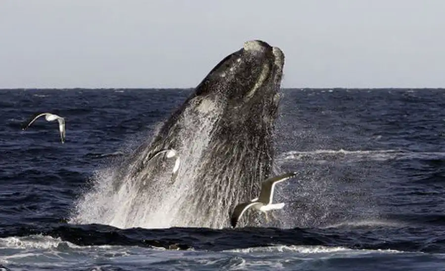 Отряд Китообразные (Cetacea)