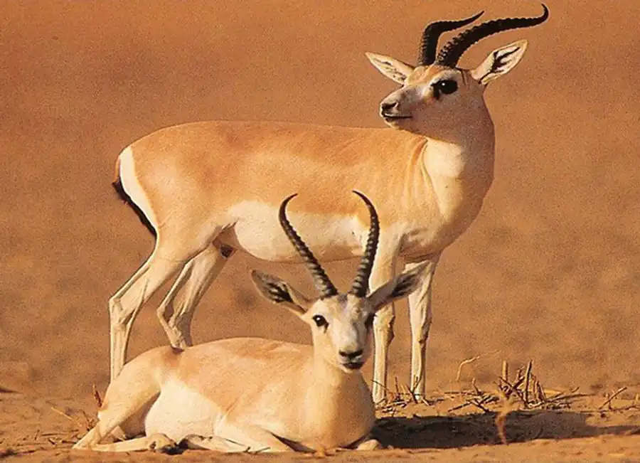 Семейство полорогие, или быки (Bovidae)