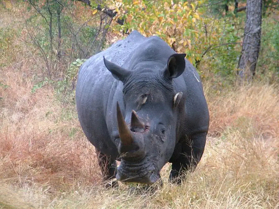 Отряд Непарнокопытные (Perissodactyla)