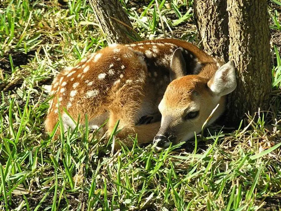 Подземные, роющие, древесные, летающие, полуводные и водные млекопитающие