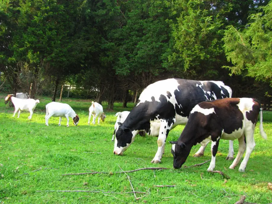 Домашние млекопитающие