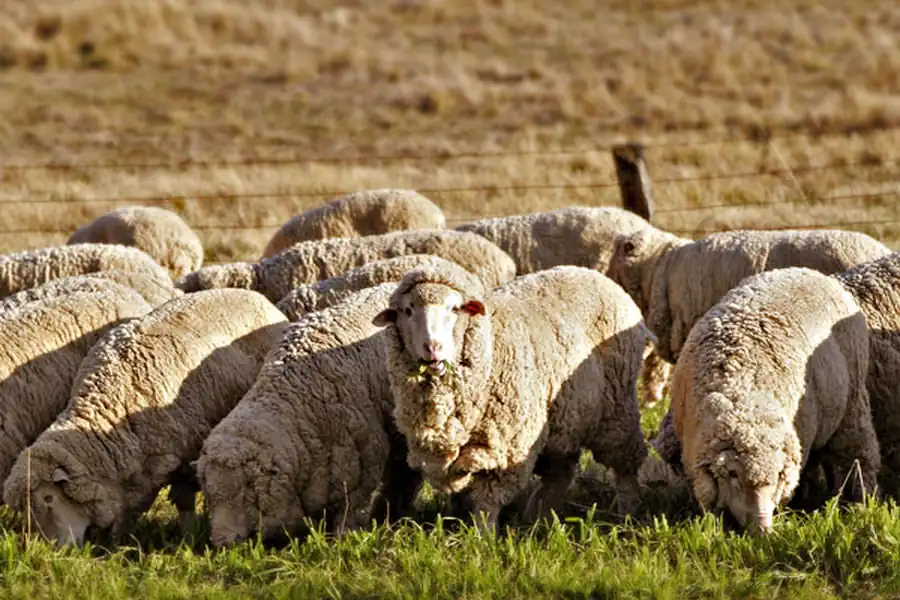 Короткохвостые, длиннохвостые, жирнохвостые и курдючные овцы