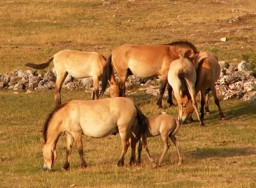 Одомашнивание лошадей