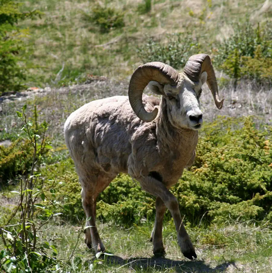 Промысловые звери