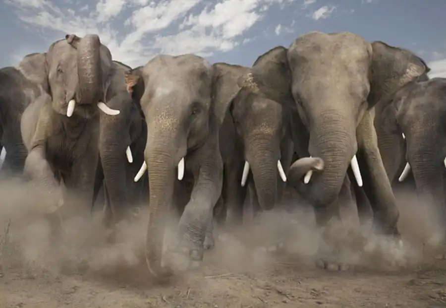 Кровеносная система позвоночных