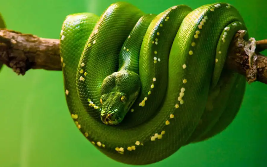 Идиоадаптация, или алломорфоз