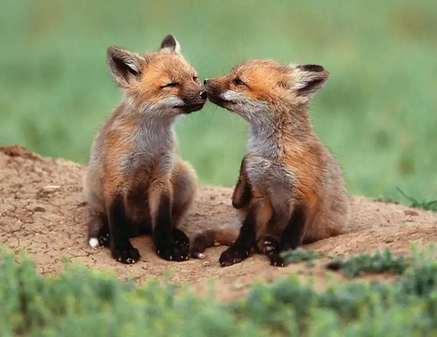 Закон адаптивной радиации