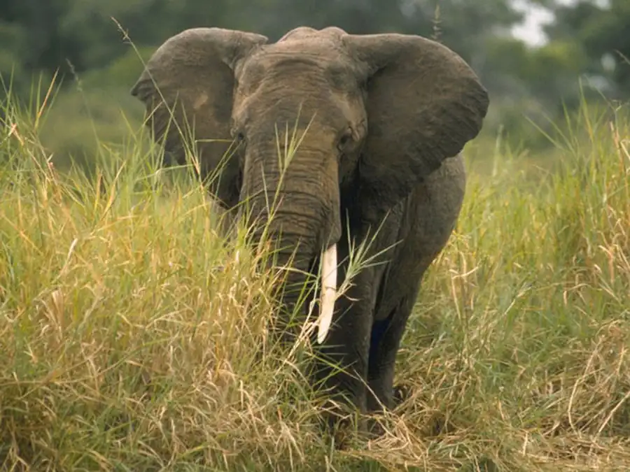 Конвергенция и параллелизм