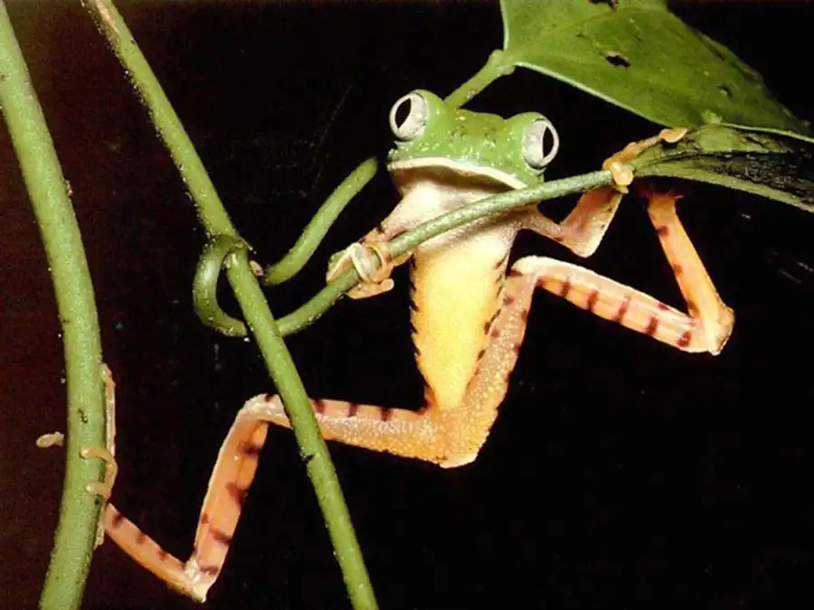 Эволюционное развитие амфибий