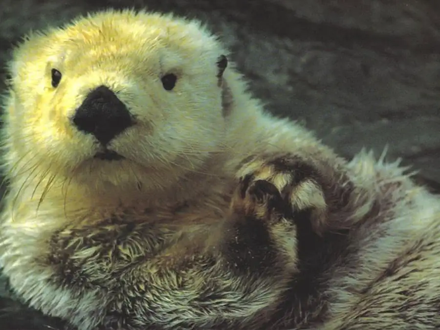 Эволюционное развитие млекопитающих