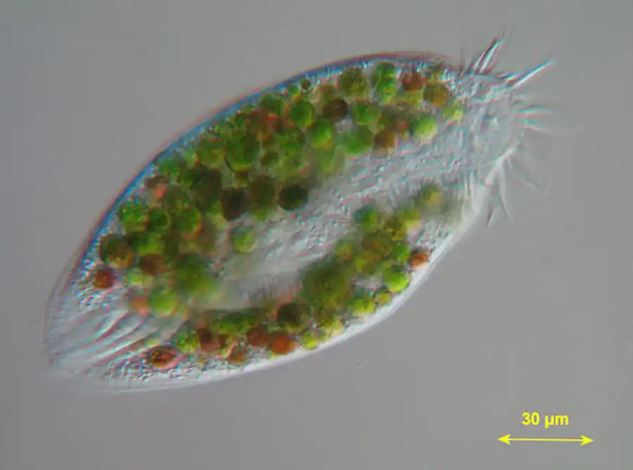 Экология простейших из пресных водоемов