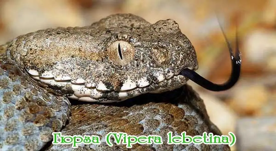 Гюрза (Vipera lebetina)