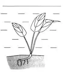 Криптокорина Гриффита