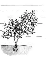 Папоротник индийский