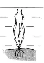 Валлиснерия крученолистная