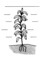 Чума водяная