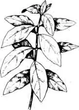 Альтернантера (Alternanthera).