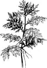 Синема. Hygrophila difformis (Linne f.) Blume.