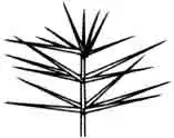 Гидротрих. Hydrotriche hottoniiflora Zuccarini.