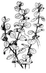 Денежник. Монетница. Lysimachia nummularia Linne.
