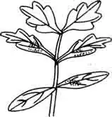 Дубок мексиканский. Trichocoronis rivularis Gray.