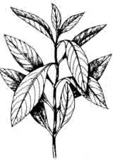 Номафила (Nomaphila).
