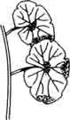 Щитолистник мутовчатый. Hydrocotyle verticillata Thunberg.