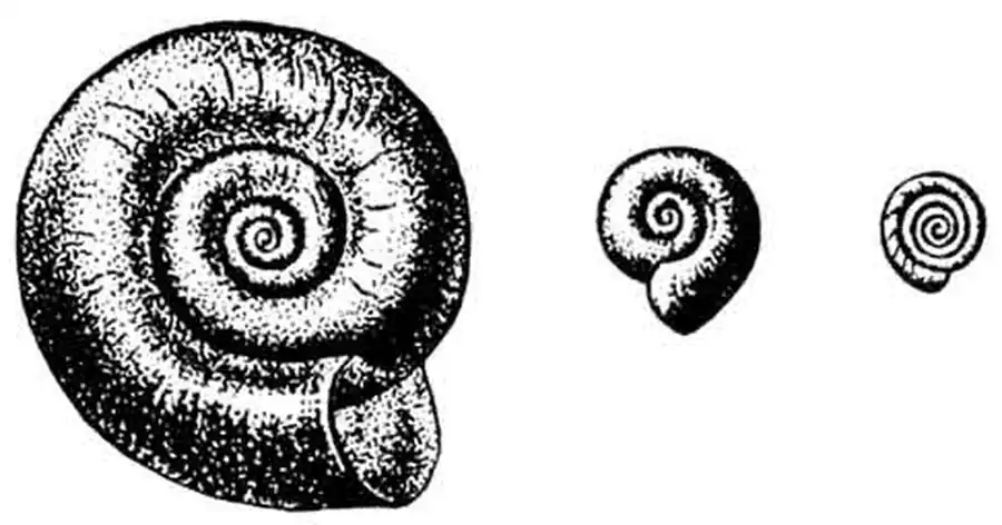 Роговая, килевая и круговая катушки Роговая, килевая и круговая катушки